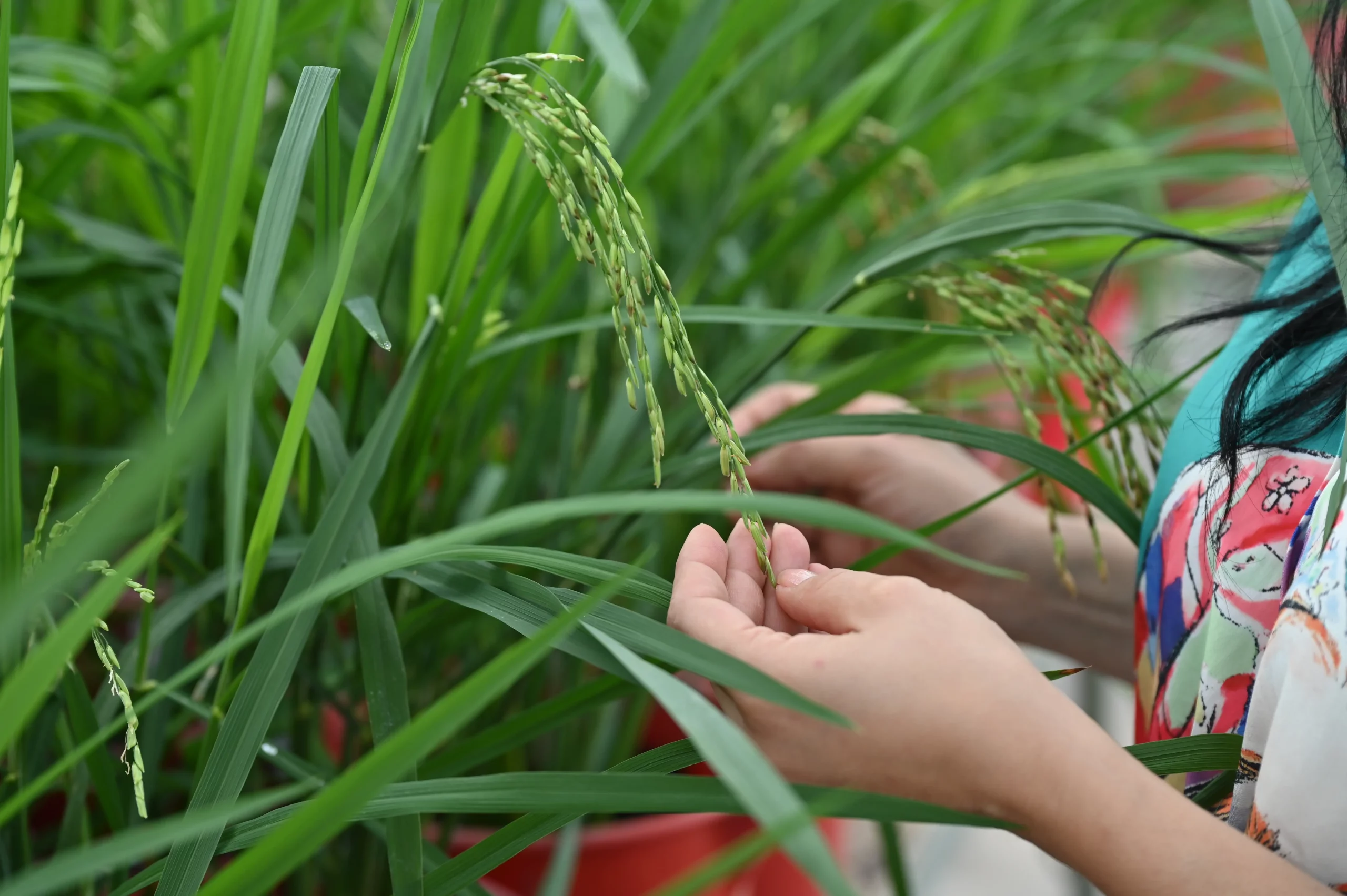 Rice Plant Carbon Sequestration